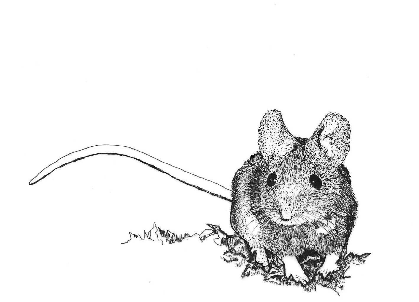 Мышка Полевая раскраска